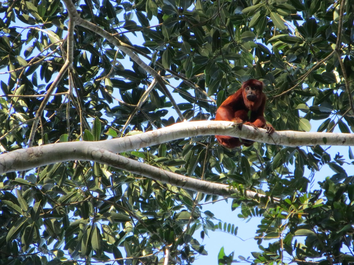 Howler Monkey, Serere reserve bolivia