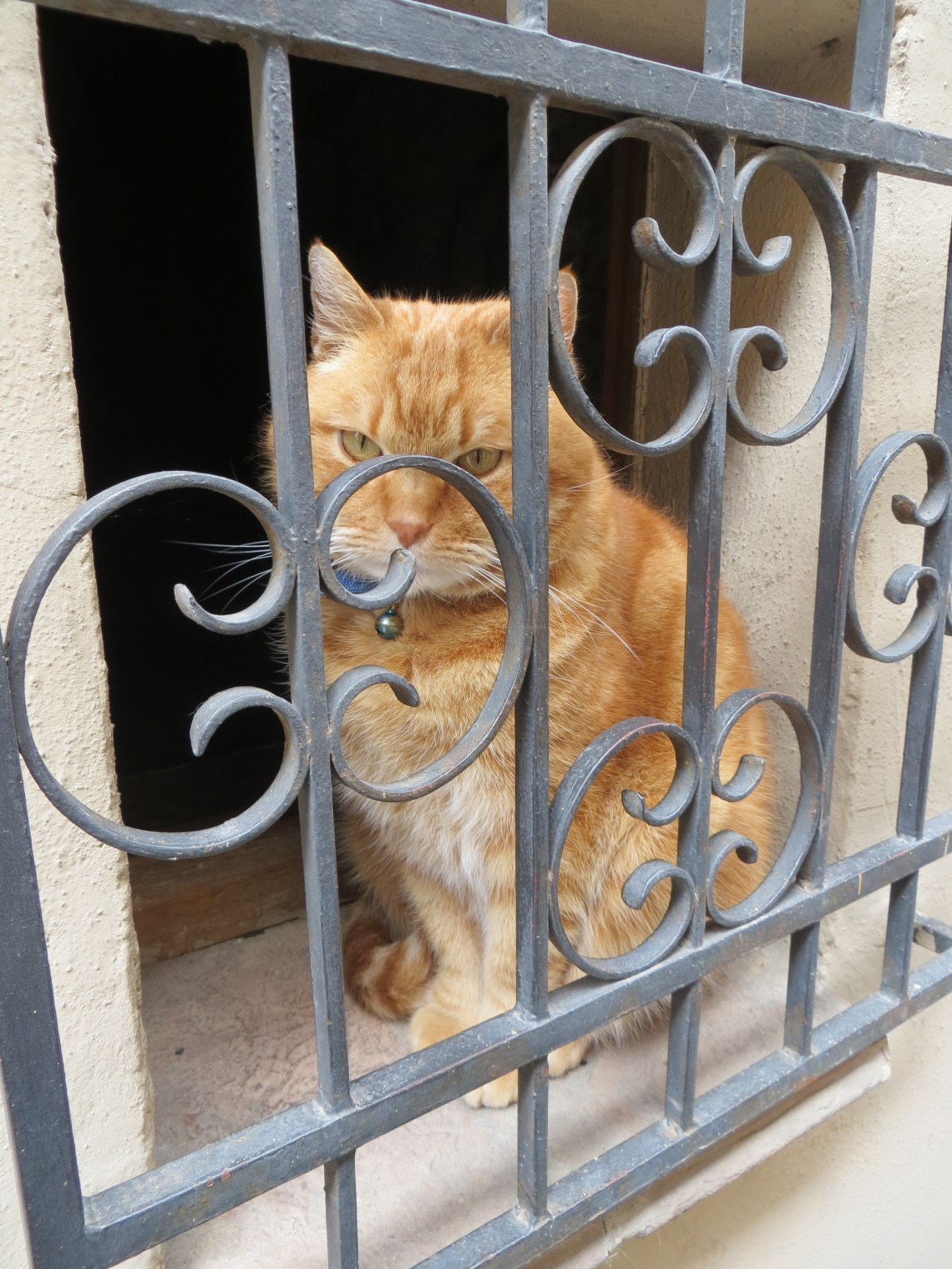 Montepulciano cat, Italy